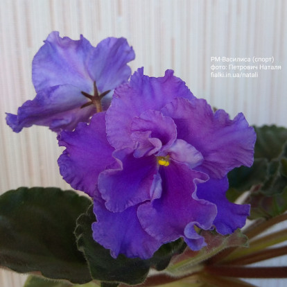 РМ-Василиса (спорт)