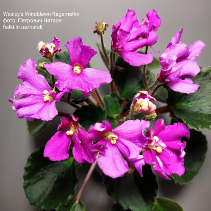 Фіалка `Wesley's Windblown Ragamuffin` (напівміні)