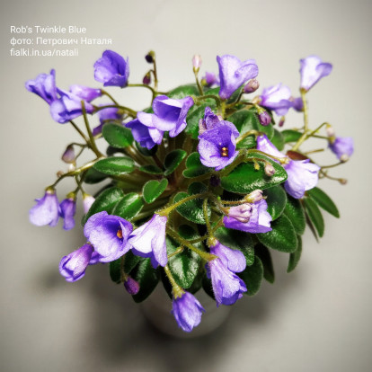 Фіалка `Rob's Twinkle Blue` (міні)