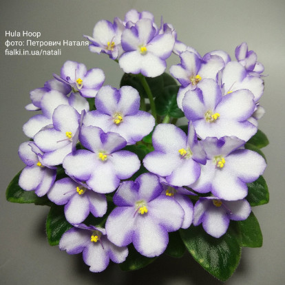 Фіалка `Hula Hoop (химера)` (міні)