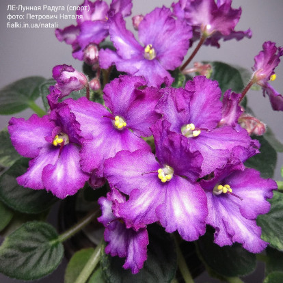 Фіалка `ЛЕ-Лунная Радуга (спорт)` (напівміні)