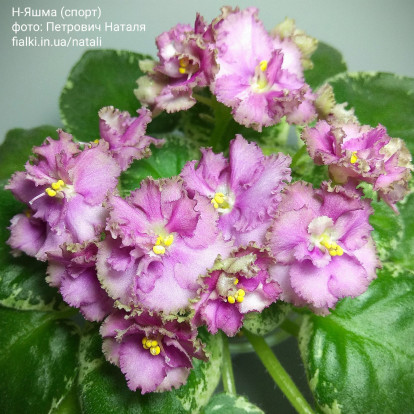 Фіалка `Н-Яшма (спорт)` (напівміні)