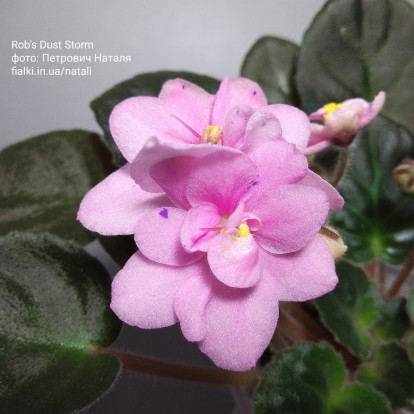 Фіалка `Rob's Dust Storm` (напівміні)