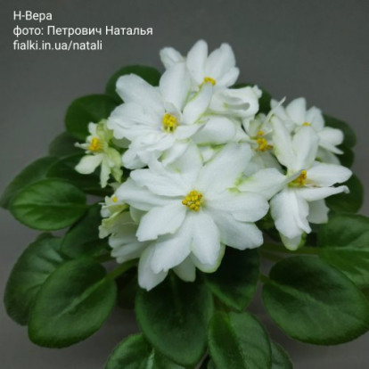 Фіалка `Н-Вера` (міні)