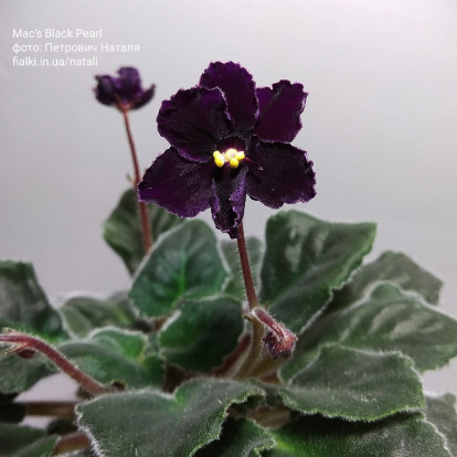 Фіалка `Mac's Black Pearl` (напівміні)
