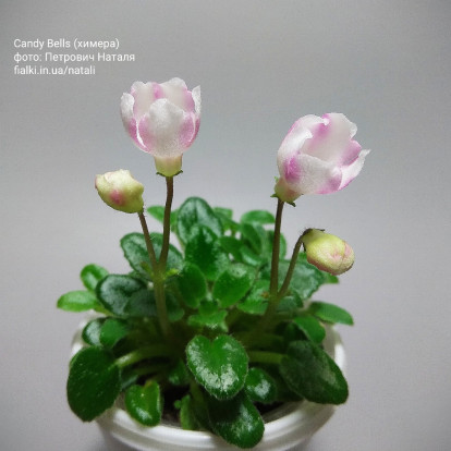 Фіалка `Candy Bells (химера)` (міні трейлер)