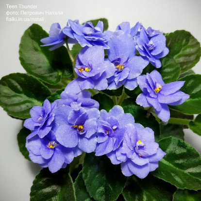 Фіалка `Teen Thunder` (напівміні)