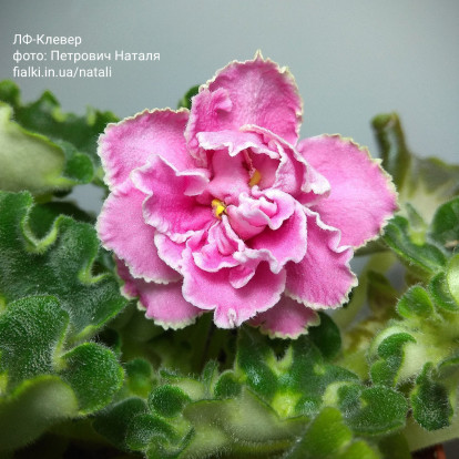 Фіалка `ЛФ-Клевер` (Стандарт)