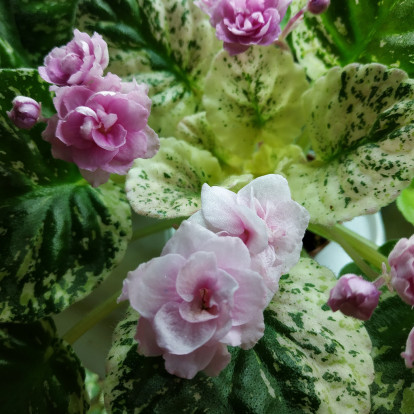 Фіалка `Rose Bouquet` (стандарт)