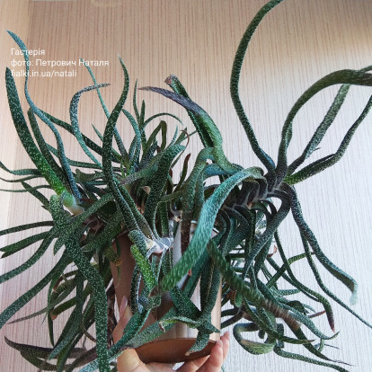 Гастерія бородавчаста